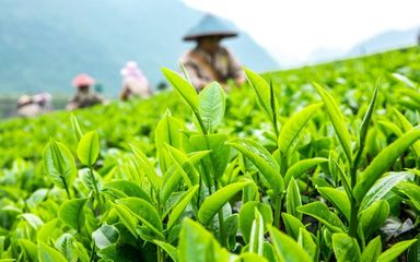 千畝茶園覓清涼，一縷茶香抵暑氣——海絲茶旅中的生態(tài)消夏記