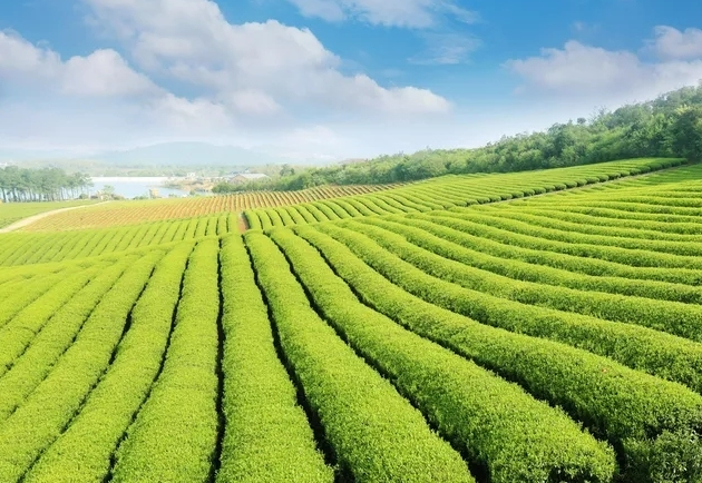 一片茶葉的旅行 探尋茶業(yè)與旅游業(yè)的深度融合